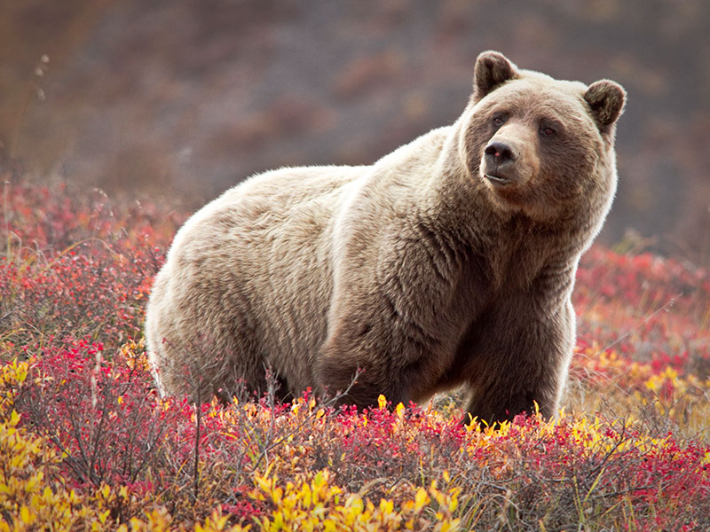 Alaska Discovery Road Trip with Alaska Railroad | Alaska Brown Bear (Grizzly Bear)