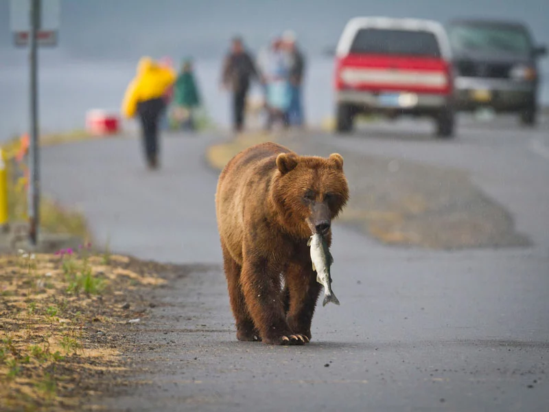 Alaska Highlights Self Driving Tour | Valdez Alaska