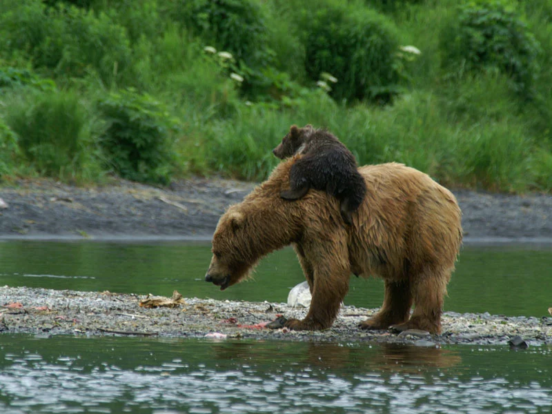 Alaska Land Tour with Arctic Circle Tour | Redoubt Bay Bear Viewing