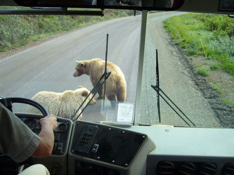 Alaska Land Tour with Arctic Circle Tour | Denali Backcountry Tour Grizzly Tours