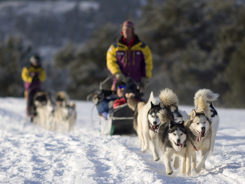 Alaska Northern Lights Train | Aurora, Ice Fishing, Dog Mushing & Sledding