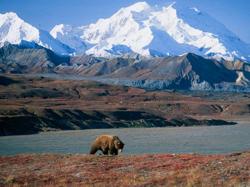 Alaska Rail & Road Trip Circle Tour | Denali National Park with Alaska Grizzly Bear