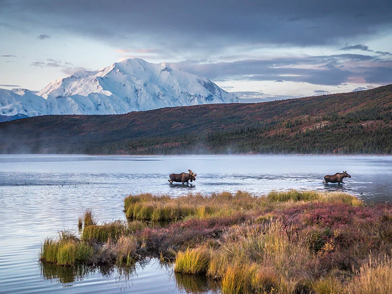 Alaska Rail & Road Trip Circle Tour | Denali National Park with Moose