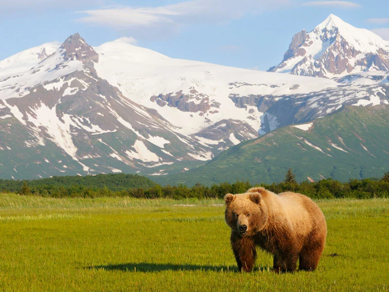 Alaska Stillpoint Lodge with Denali by Train | Katmai Bear Viewing