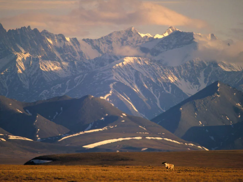 Alaska Train Vacation with the Arctic Cruise Connector | Brooks Range Arctic Circle