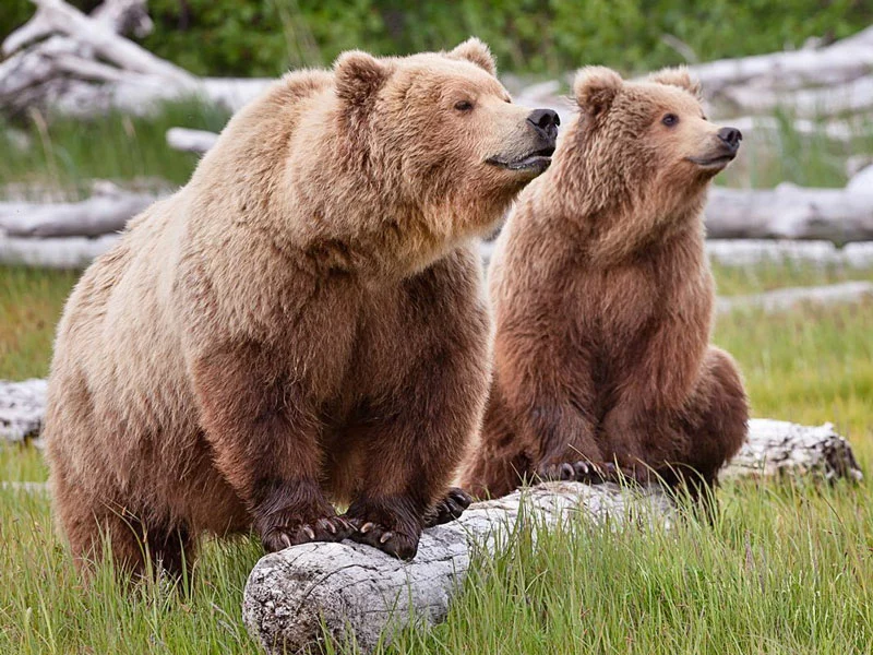 Alaska’s Lodges, Glaciers & Denali | Katmai Bears