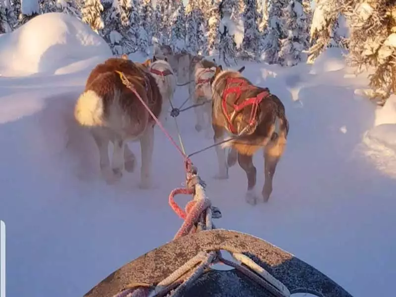 Alaska Aurora Rail Adventure | Bettles Lodge Dog Sledding