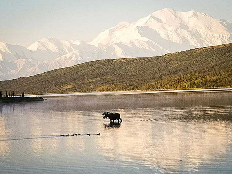 Best of Alaska Rail, Bears & Glaciers | Denali National Park Backcountry Tour