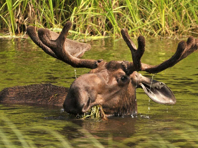 Grand Alaska Rail Cruise Connector | Denali Backcountry Tour