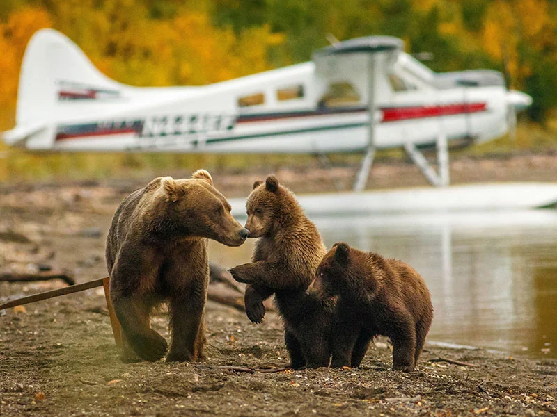 Alaska Luxury Wilderness Lodges | Stillpoint Lodge Kenai Peninsula Alaska Grizzly Bear Excursion