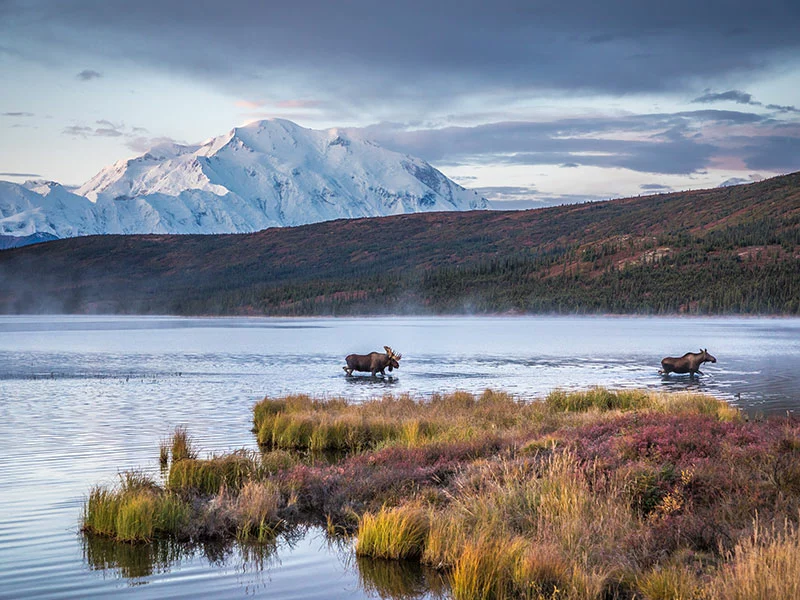 Prince William Sound Denali Explorer | Denali National Park Backcountry Tour Moose