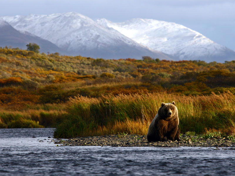 Alaska Luxury Wilderness Lodges | Denali Alaska Brown Bear