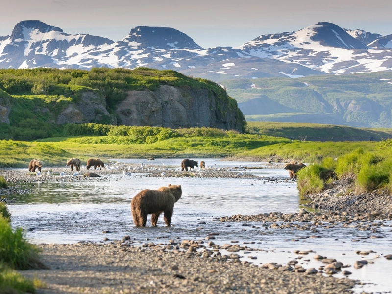 Alaska Rail Vacation | Fly-In Bear Viewing